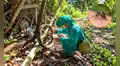 Fenómeno El Niño podría elevar el riesgo de dengue en Amazonas: Diresa advierte sobre nuevos criaderos