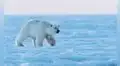 El oso polar no tiene el pelaje blanco: este es el extraño efecto que hace que lo veamos de ese color