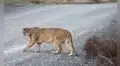 Un puma huérfano que no olvida su origen: regresó 3 veces al lugar exacto donde fue rescatado de cachorro en la carretera