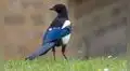 Un fenómeno muy raro en animales aparece en aves de Australia: algunas desarrollan órganos reproductivos del sexo opuesto