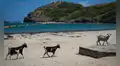 En 1870 introdujeron cabras en una isla de las Seychelles; 50 años después debieron erradicarlas para evitar un desastre ecológico