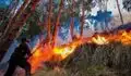 Alerta roja por incendios forestales en nueve regiones: riesgo se mantiene hasta el 5 de octubre