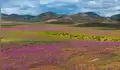 El desierto de Atacama en Chile está repleto de brillantes flores silvestres gracias al fenómeno Súper El Niño: más de 200 especies de plantas