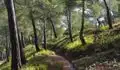 Un ingeniero español reforestó 5.000 hectáreas a cañonazos en 1889 y 135 años después es uno de los grandes pulmones verdes de Murcia