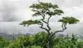 El proverbio chino que cuestiona la perfección: "Un árbol torcido vive su propia vida, pero un árbol recto se convierte en madera"