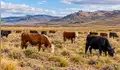 Una estancia de la Patagonia cambió el pastoreo y dejó las ovejas para criar solo vacas: el suelo ganó un 46% de materia orgánica