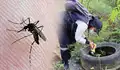 Alerta epidemiológica en Tumbes: confirman 2.394 contagios de dengue impulsados por lluvias de El Niño