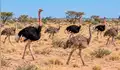 Liberan ocho avestruces en una reserva de África tras más de 70 años de ausencia: su regreso tiene un propósito clave para el ecosistema