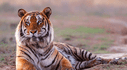 ➣ Soñar con tigres: qué SIGNIFICA y cuál es su interpretación