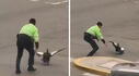 Policías detienen tránsito para rescatar un pato en San Miguel y usuarios en reaccionan: "Ni eso atrapan"
