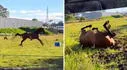 Caballo criado en la ciudad vuelve al campo y su reacción emociona a miles: "¿Spirit, eres tú?”