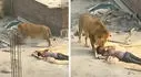 ¿Leones sueltos en una construcción? La verdad detrás del video viral con 10 millones de vistas en TikTok