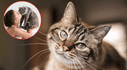 ¿Cómo elige un gato a su persona favorita? Claves para entender su comportamiento y señales de afecto