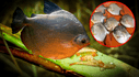 Científicos descubren un nuevo parásito que está atacando a unos peces muy consumidos en Perú