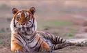 ➣ Soñar con tigres: qué SIGNIFICA y cuál es su interpretación