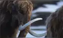 Creyeron que eran huesos de mamut, pero resultaron ser de un animal completamente diferente