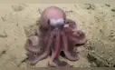 Descubren una nueva especie de pulpo en las aguas del Pacífico: exclusiva en Latinoamérica