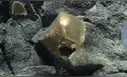 Una esfera dorada fue encontrada en el océano: los científicos descubrieron qué era