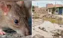 Más de 3.000 casos y 20 muertes por Leptospirosis en el Perú: adolescentes y jóvenes tienen mayor incidencia