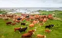 Un rebaño de vacas fue abandonado hace 130 años en una isla desierta, y un estudio genético dejó sorprendidos a los científicos
