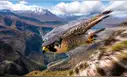 El animal más rápido del mundo caza a más de 386 km/h, maniobra sin perder estabilidad ni sufrir daños y suele migrar a Perú