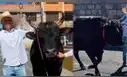 Elecciones Generales 2026: agricultor acude a votar junto a su toro de pelea de 900 kg en Arequipa
