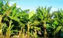 Brasil convierte troncos de plátano en ropa, papel y bandejas de fruta gracias a una tecnología industrial innovadora