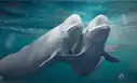 Las ballenas belugas del Ártico cambian de pareja constantemente y esto podría salvar a su especie