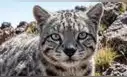 Chile protege al gato más amenazado de América Latina ante la pérdida de hábitat en la cordillera de los Andes
