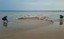 Impactante hallazgo en Tumbes: encuentran una enorme ballena jorobada de más de 14 metros en avanzado estado de descomposición