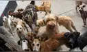 Piden al Congreso acelerar aprobación de ley para que colegios enseñen tenencia responsable de mascotas
