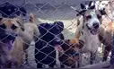 Sentencia por maltrato animal: encargada de albergue recibe 2 años y 6 meses de prisión por actos de abandono y crueldad