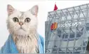 Indecopi multa a veterinaria con S/10.000 por lesionar a gato durante baño y no reportarlo a su dueña