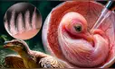 Un experimento revela un hallazgo inesperado: alteran embriones de pollo y generan plumas similares a las de dinosaurios