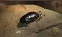 Eliminaron a miles de roedores invasores y el ecosistema respondió: insectos regresan en masa y recuperan una isla