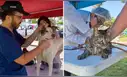Municipalidad de Lima realizará campaña veterinaria gratuita para mascotas este 9 de julio: conoce dónde será y qué servicios ofrecerá