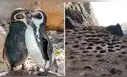Pingüino de Humboldt en emergencia: población cayó 60% y alertan abandono masivo de colonias en Perú por el Fenómeno de El Niño