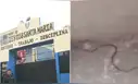 Padres de familia denuncian presencia de culebras en colegio de SJL y exigen fumigación urgente: "Los niños pensaban que eran ciempiés"