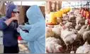 Senasa confirma brote de gripe aviar en Chiclayo: sacrifican 54 aves y descartan riesgo por consumir pollo o huevos