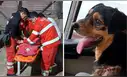 Bomberos dan último adiós a Carbón, perrito que acompañó sus labores por seis años: “Nos deja un gran vacío”
