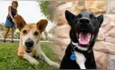 ¿Por qué se celebra el Día Mundial del Perro el 21 de julio? Conoce el triste origen de esta fecha