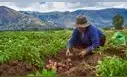 Agricultura familiar que abastece el 70% de los alimentos del país está en riesgo ante un Niño muy fuerte