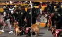 Brigada canina de la Policía que participó en la Parada Militar habría sufrido golpe de calor: usuarios grabaron el momento y pidieron ayuda