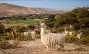 Dejó Lima para vivir en el desierto más árido de Perú: 30 años después, un rebaño de llamas creó un sorprendente ecosistema
