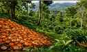El "oro naranja" que todos desechaban transformó un ecosistema de Costa Rica: 16 años después, el terreno dejó sin palabras a los científicos