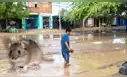 Leptospirosis en Perú alcanza cifra récord de muertes y hospitalizados en 2026: El Niño agravaría panorama