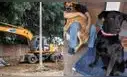 Denuncian demolición de refugio para perros abandonados en la Universidad Nacional Agraria La Molina