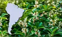 El árbol con uno de los mejores aromas del mundo se cultiva en Sudamérica: produce un ‘oro líquido’ que perfuma calles enteras
