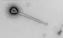 Descubren en el océano Pacífico un virus gigante con una cola 11 veces mayor que su cuerpo: podría usarla para aferrarse al plancton