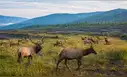 Más de 1.540 alces fueron abandonados en antiguas minas de carbón: casi 30 años después, la manada protagonizó una explosión poblacional nunca antes vista